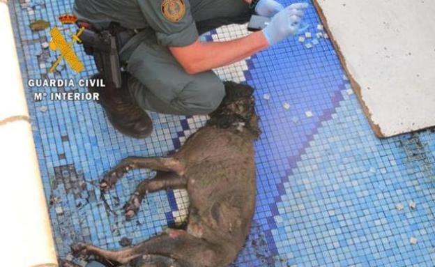 Seis investigados por maltrato y abandono animal en Granada