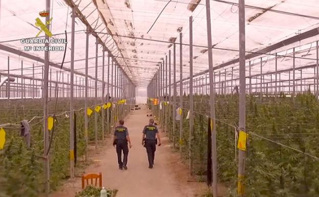 53.824 plantas de 'maría', 71,5 kilos de hachís, 2,5 de éxtasis: macrooperación anti-droga de la Guardia Civil
