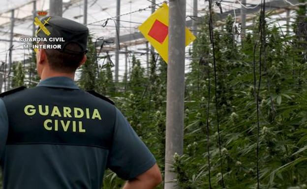 Once detenidos con 53.824 plantas de marihuana en Almería, Murcia y Alicante