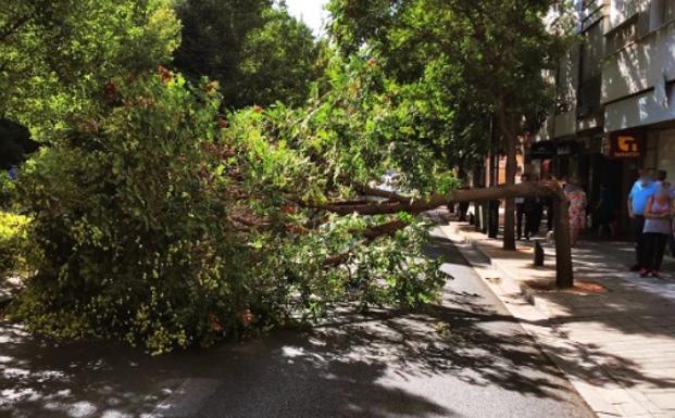 Cae otro árbol en Granada, ahora en plena Avenida de la Constitución
