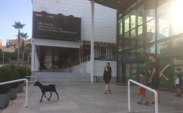 Los otros animales salvajes de Granada