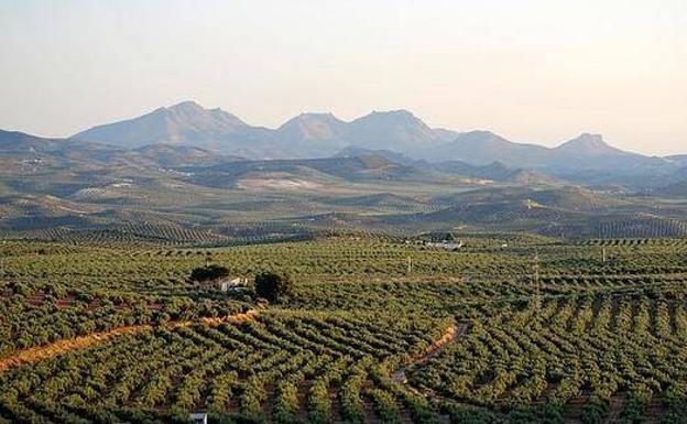 Difícil situación del olivar tradicional