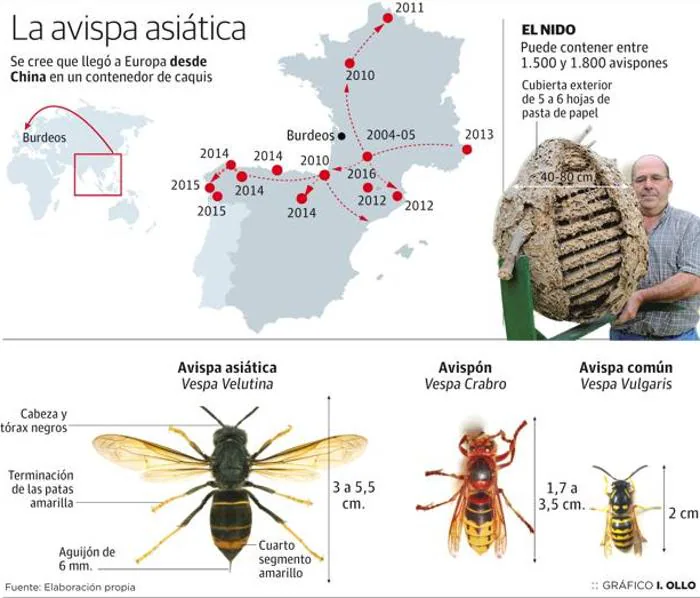 La autóctona avispa europea que habita en Granada, la «enemiga natural» de la invasora asiática