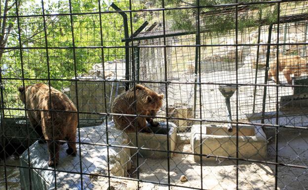 Los últimos osos abandonan Peña Escrita y tres empresas optan a reabrirlo para el turismo