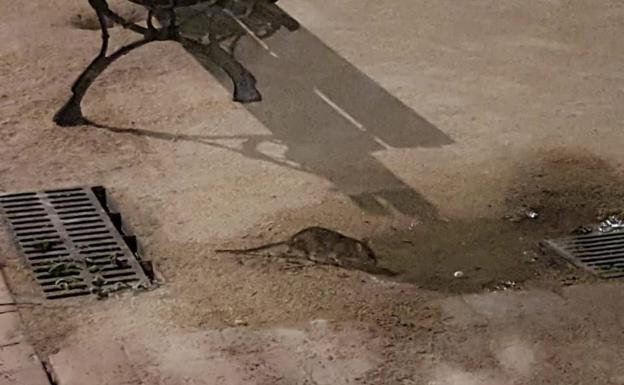 Denuncian la presencia de ratas 'como en su casa' en pleno Bulevar