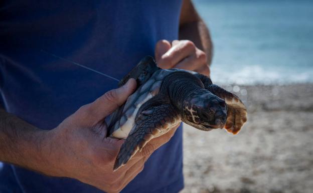 La Costa de Granada le da un respiro a las tortugas marinas