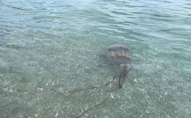 Una medusa de dos metros se pasea por las playas de Manilva