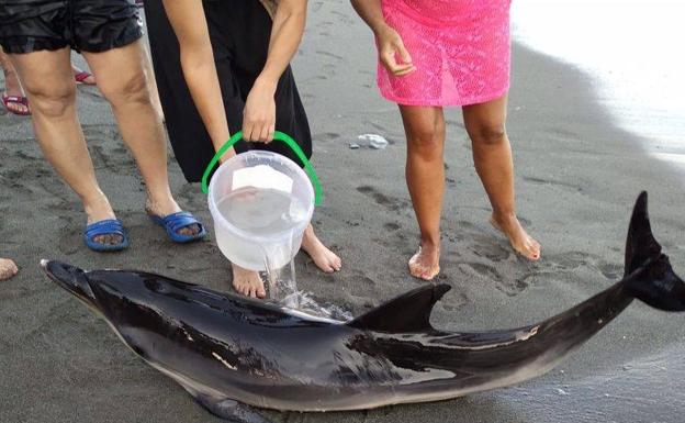 «El delfín estaba desorientado y murió dos horas después»