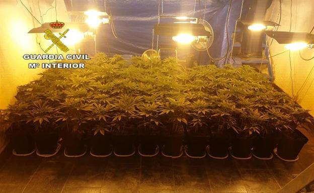 Tenía 1.380 plantas de marihuana en su narcocortijo pero lo ha cazado la Guardia Civil