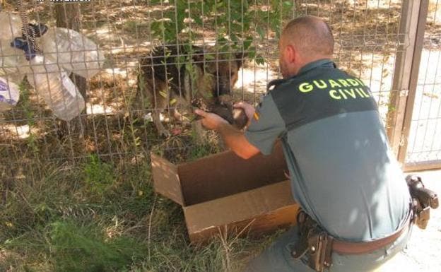 La Guardia Civil rescata a seis cachorros de pastor alemán enterrados vivos