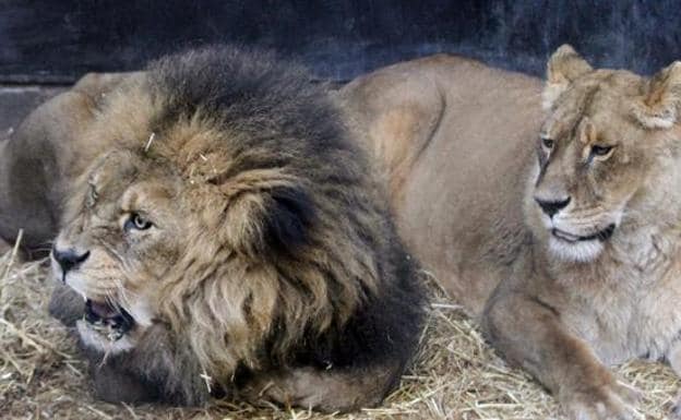 Tres leones matan a su dueño cuando el hombre se quedó a solas con ellos en un recinto cerrado