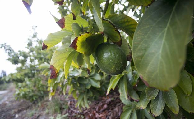 La 'huerta de Europa' pierde 12.000 hectáreas por las «malas» conducciones de Rules