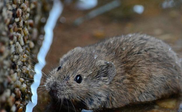 Un brote de tularemia suma 28 afectados en Palencia: es una enfermedad asociada a los topillos