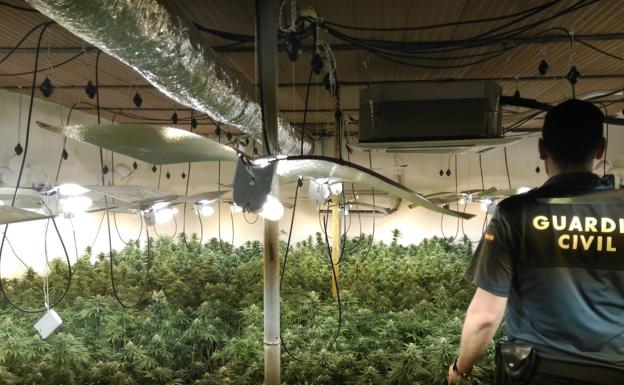 La Guardia Civil descubre 1.590 plantas de 'maría' en dos casas de la provincia de Granada