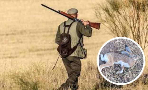 Alerta entre los cazadores por dos casos de liebres con mixomatosis en Bailén