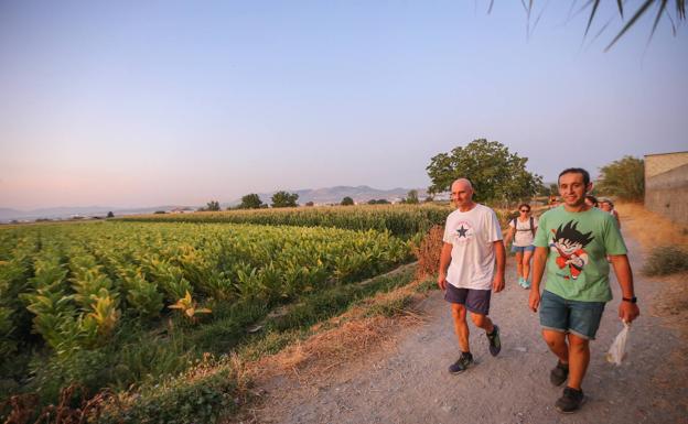 Caminata vespertina por las vegas del Genil