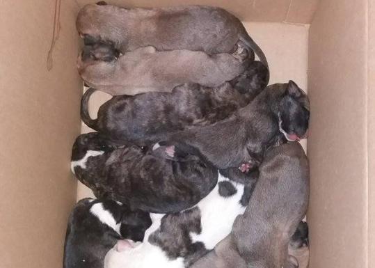 Encuentran a nueve cachorros abandonados en un contenedor de Jaén
