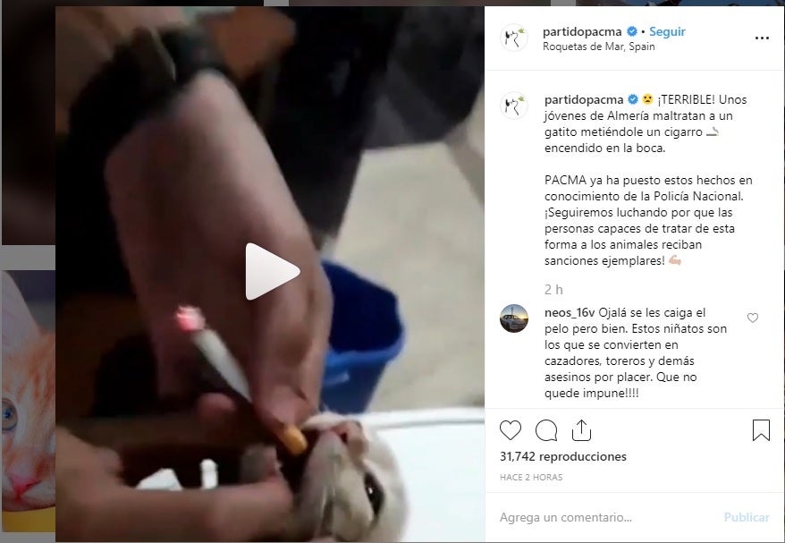 Pacma denuncia un vídeo difundido por unos jóvenes en Roquetas en el que se obliga a fumar a un gato