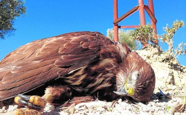 Registran unas 350 electrocuciones de aves en la provincia de Jaén durante 2019