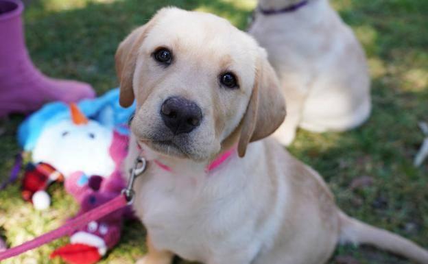 Llega a España el polémico impuesto para los dueños de los perros