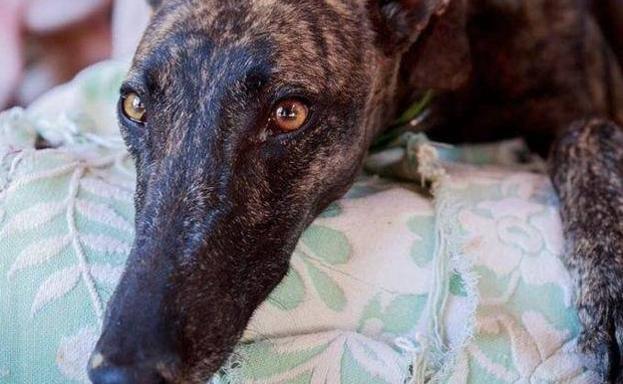 Siete investigados en Granada por supuesto maltrato a animales