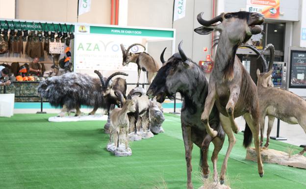 Ibercaza arranca a lo grande