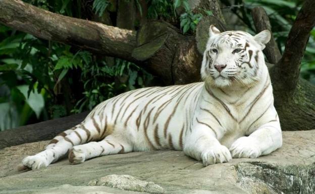 Investigan al dueño de un tigre albino como «mascota de lujo» en un chalet