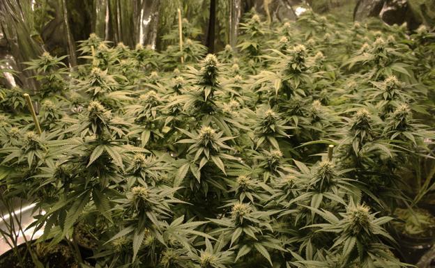 La Guardia Civil descubre 123 plantas de marihuana en dos casas de Castilléjar y Pinos Puente