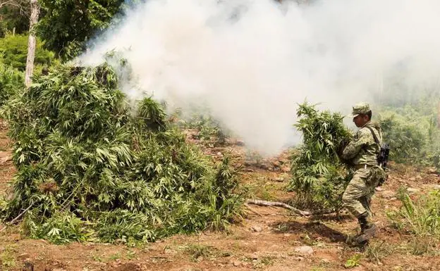 Queman 3'6 toneladas de marihuana en una súper plantación en México