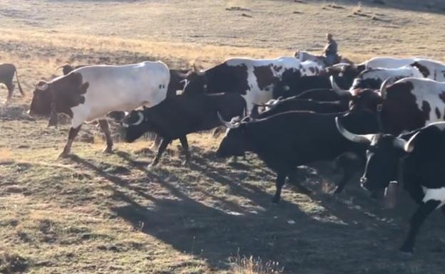 Cincuenta toros sueltos en la sierra de Castril provocan una búsqueda de 12 horas con helicóptero