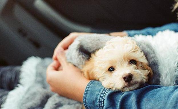5 consejos para que tu perro no pase frío este invierno