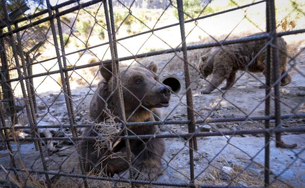 Los últimos osos de Peña Escrita viajarán hasta Hungría 'escoltados' por un veterinario municipal