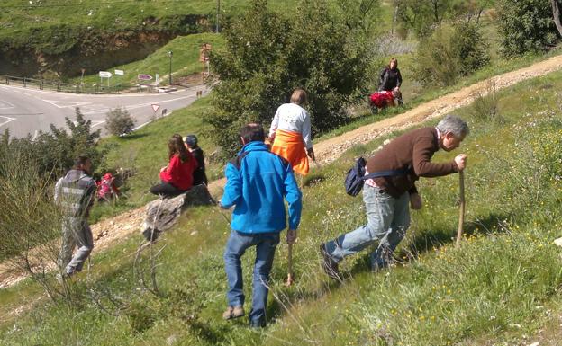 Una 'gran bellotada' para luchar contra el desierto en la provincia de Jaén