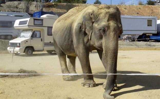 Ecologistas en Acción denuncia el regreso de un circo con animales al Ferial