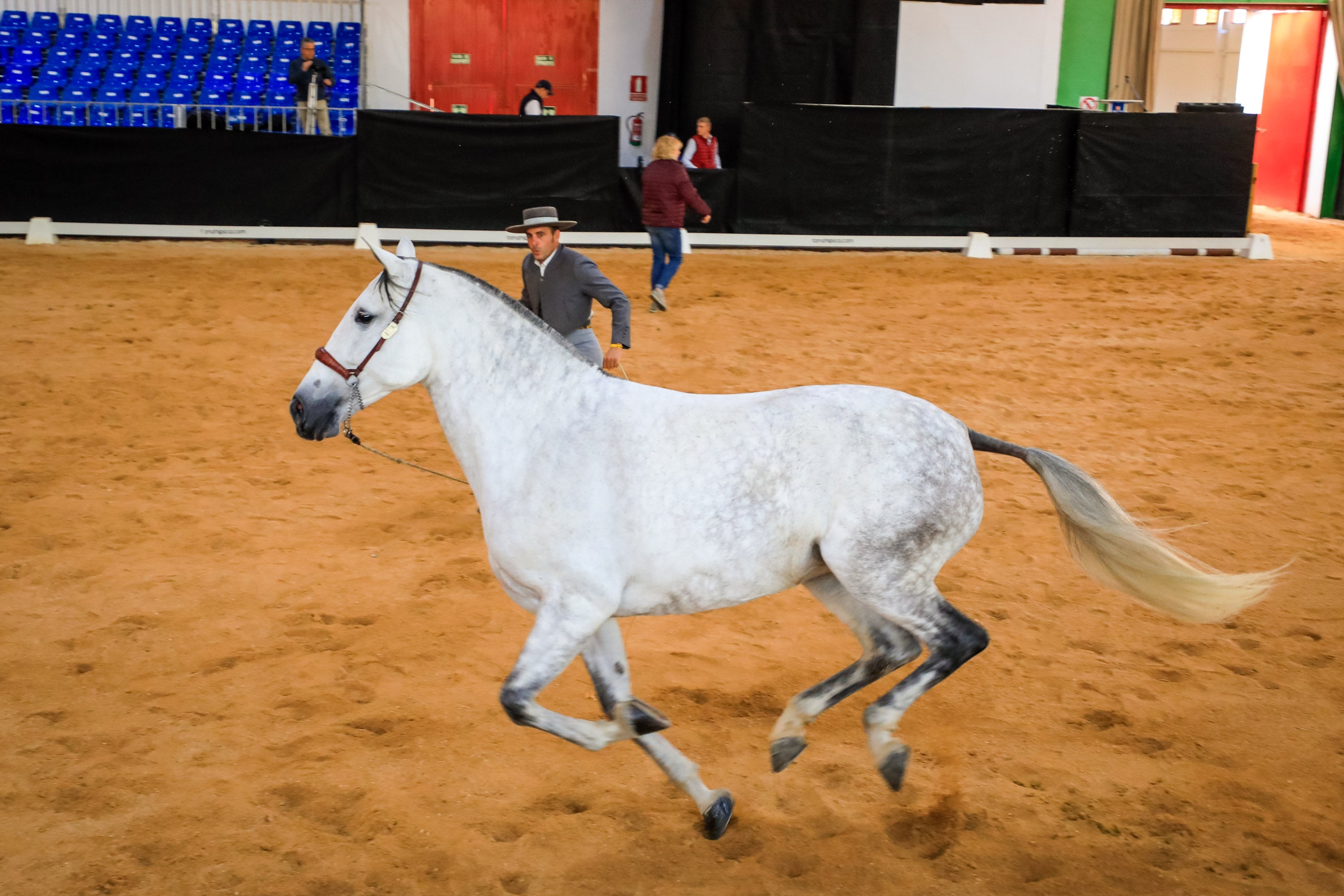 Granada se convierte en la capital mundial del caballo