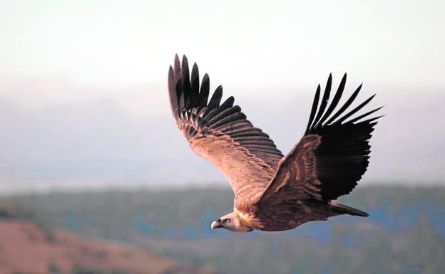 El buitre leonado reina en Jaén