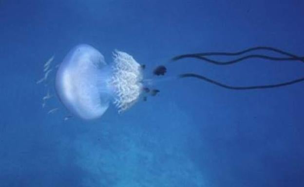 Descubren en aguas andaluzas una rara medusa gigante de hasta 40 kilos