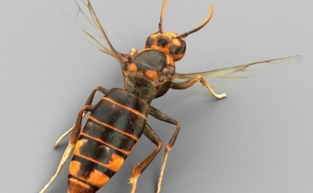 Muere un hombre por un ataque de avispas asiáticas en Lugo