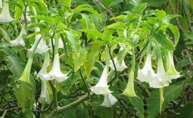 Juez Calatayud: «Al loro, no vayamos a tener burundanga, la droga de los violadores, en los jardines»