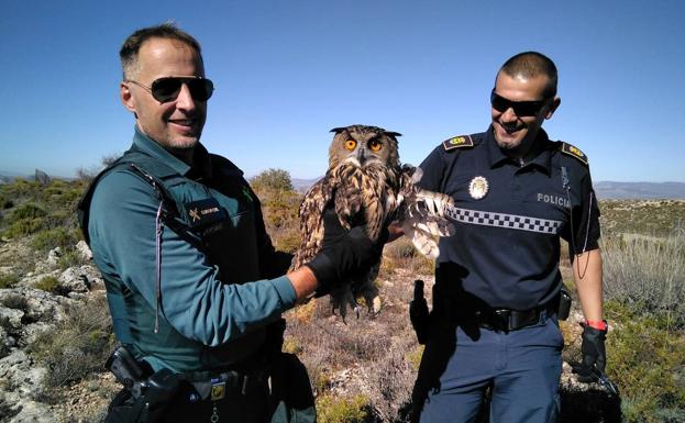 Rescatan un búho real atrapado en un alambre en Gójar