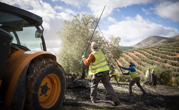 La provincia de Jaén producirá un tercio menos de aceite y caerán en millón y medio los jornales