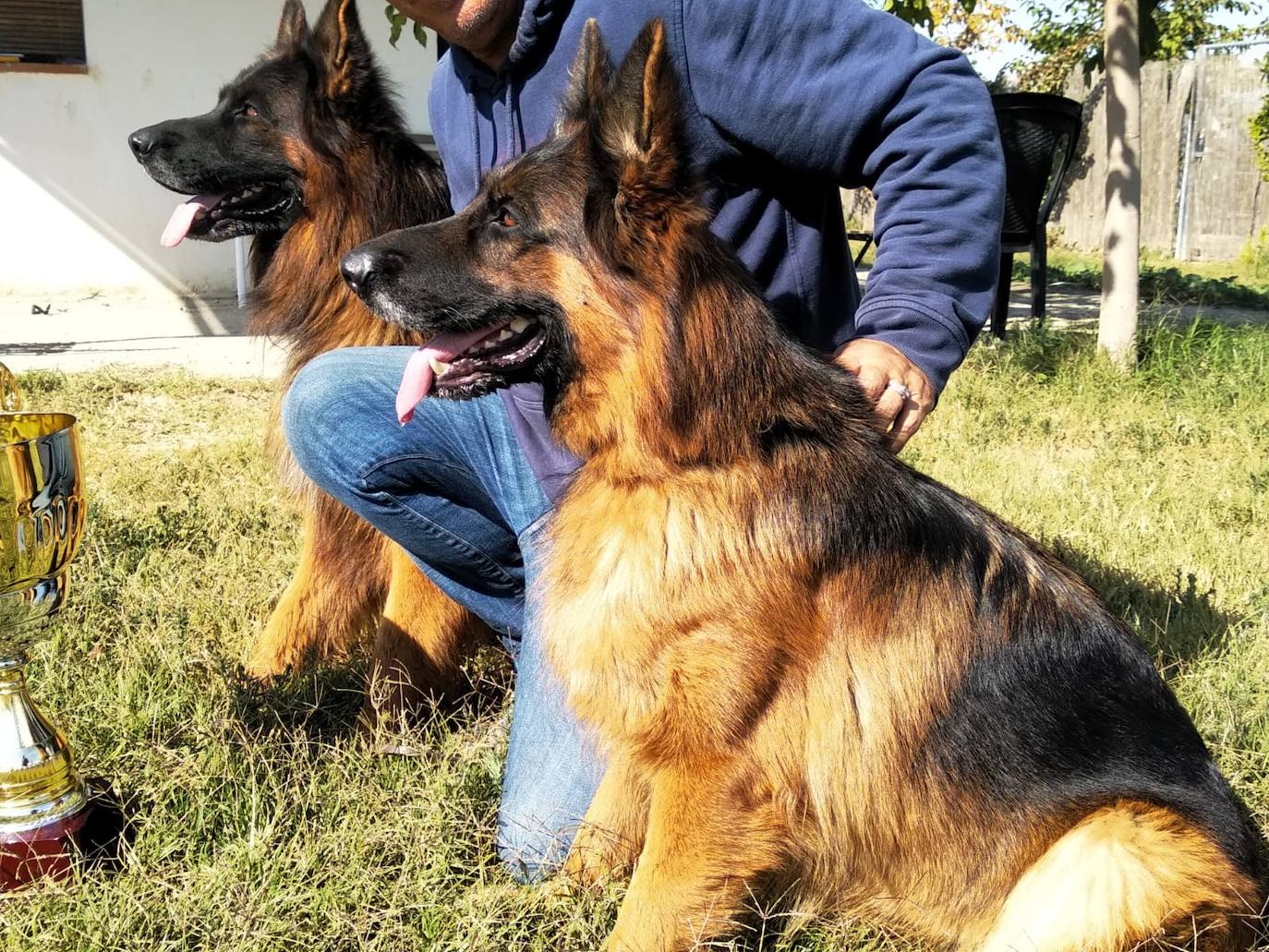 Así es la perra granadina que es la más bella del mundo