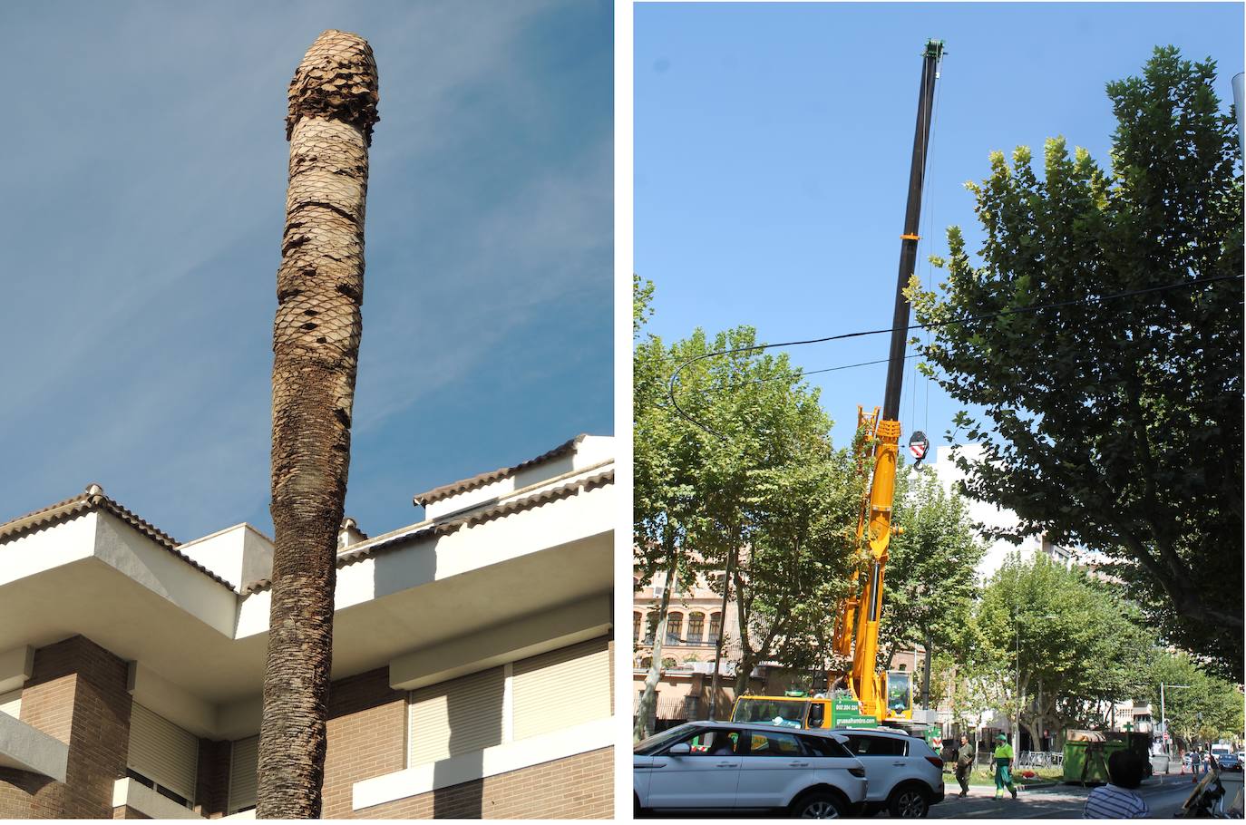 El Ayuntamiento pone en marcha un plan de emergencia contra el picudo rojo en las palmeras