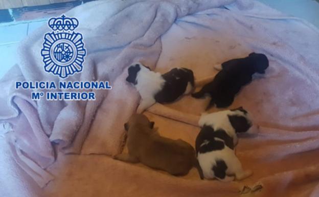 Una mujer intenta matar a cuatro cachorros metiéndolos en el congelador