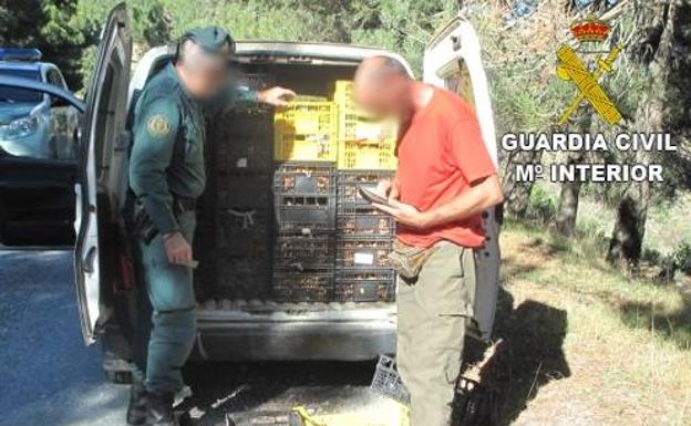 La Guardia Civil interviene más de 50 kilos de «Rebollones» recogidos de forma ilegal en Sierro