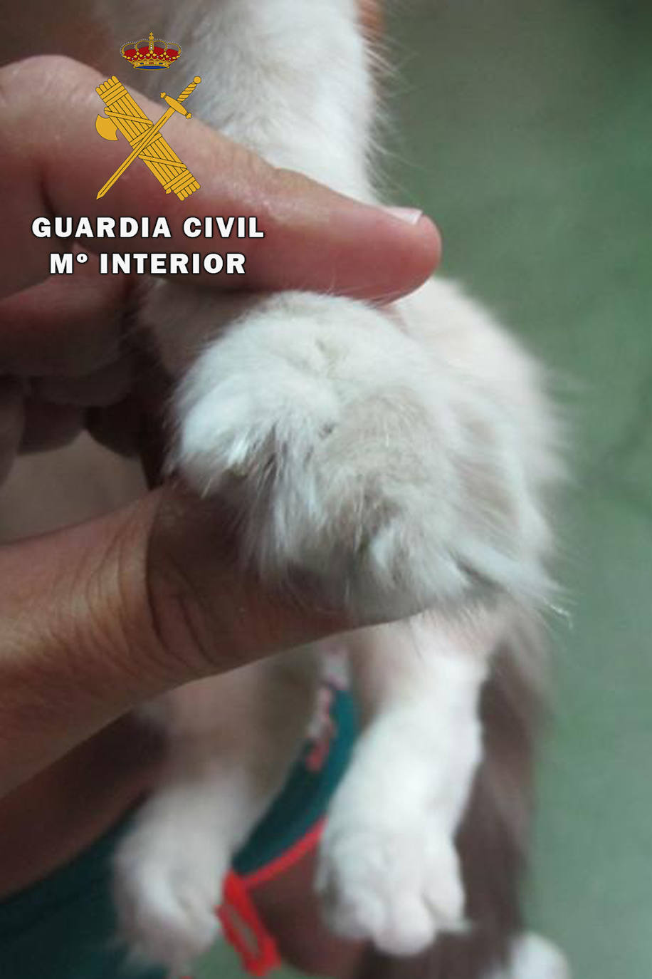 Investigan a una mujer por amputar a sus gatos para evitar daños en el mobiliario