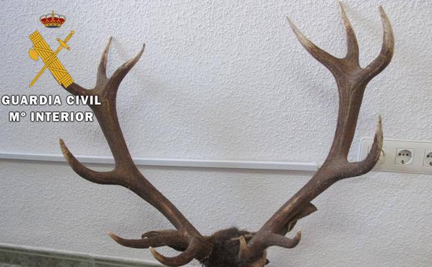 Multan a tres cazadores por tener trofeos 'sin identificar' en un olivar