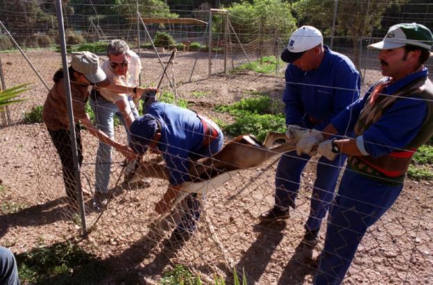 Desde Almería a Túnez, 33 gacelas de Cuvier vuelven a su hábitat
