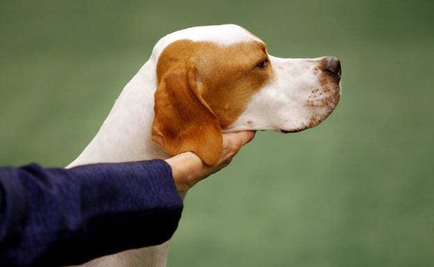 Nada de 7 años por año humano: la fórmula para calcular la edad de tu perro