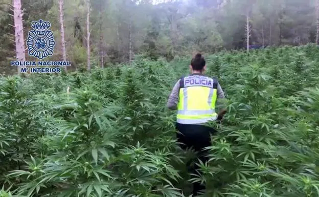 Descubren el mayor invernadero de marihuana: tres toneladas y media de droga
